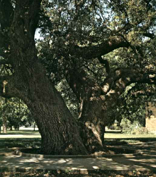 Kyle Auction Oak-1969